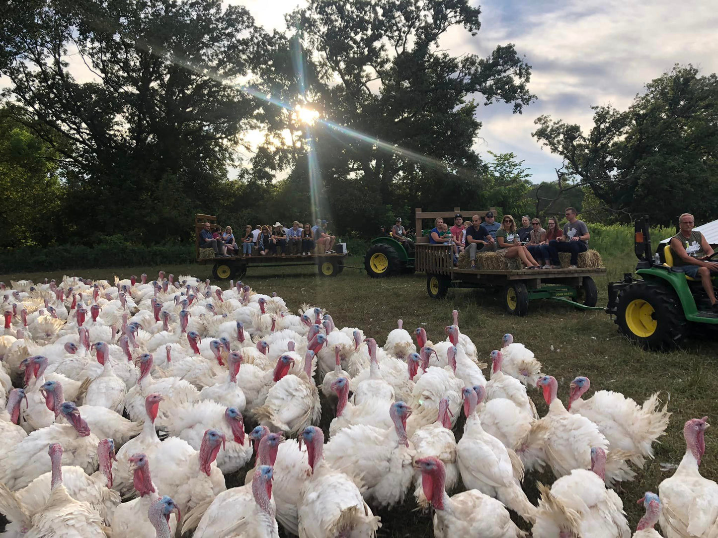 Whole Thanksgiving Turkey